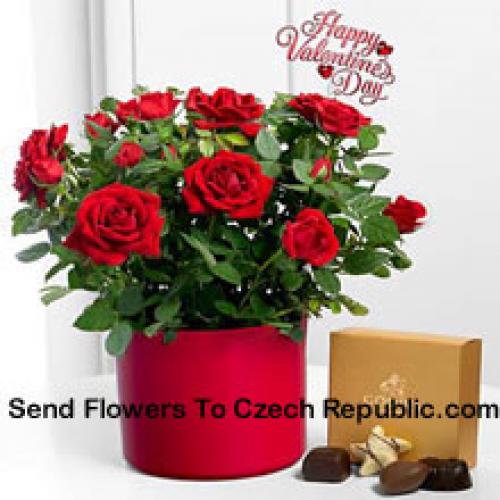 25 Red Roses with Yummy Godiva Chocolates