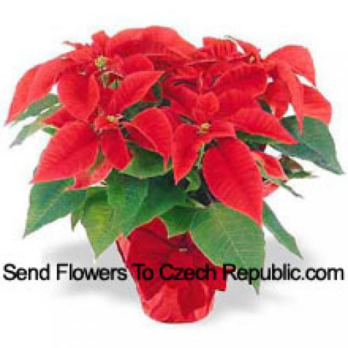 Beautiful Red Poinsettias