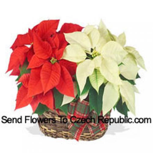 Beautiful Red and White Poinsettias in Basket